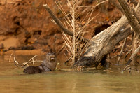 Neotropical Otter