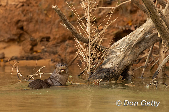 Neotropical Otter