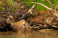 Neotropical Otter