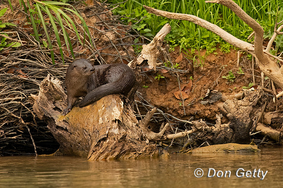 Neotropical Otter