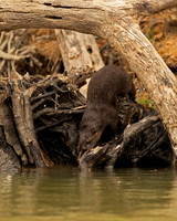 Neotropical Otter