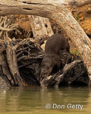 Neotropical Otter