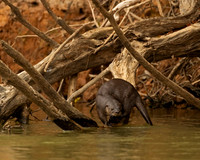 Neotropical Otter
