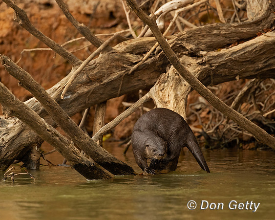 Neotropical Otter