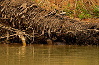 Neotropical Otter