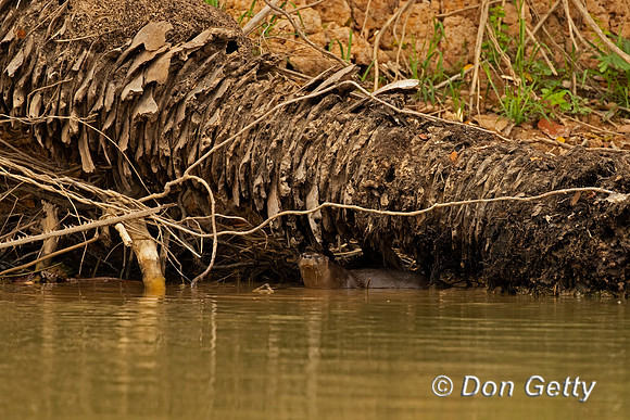 Neotropical Otter