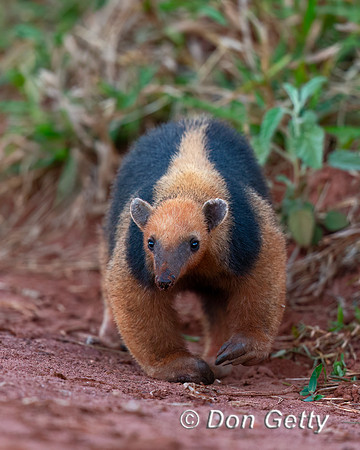 Southern Tamandua