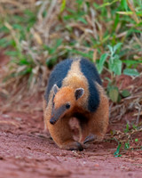 Tamandua, Southern