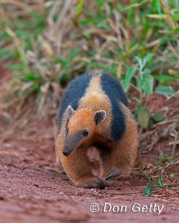 Southern Tamandua