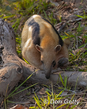 Southern Tamandua