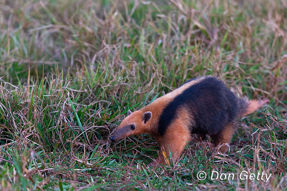 Southern Tamandua