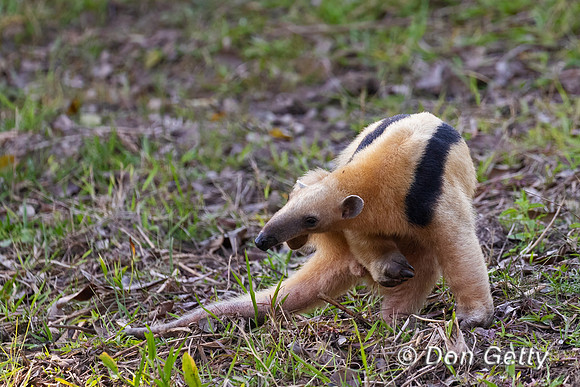 Southern Tamandua