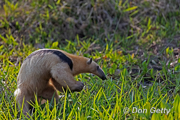 Southern Tamandua