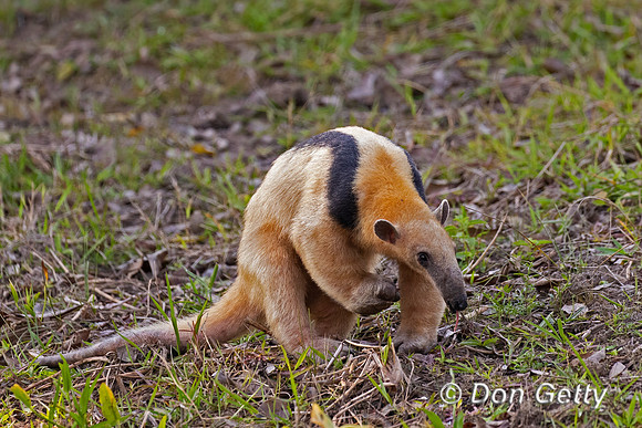 Southern Tamandua