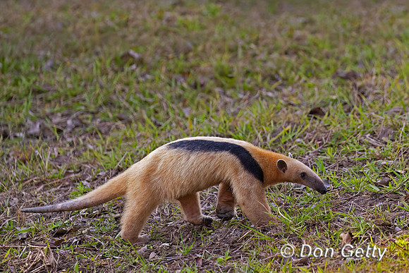 Southern Tamandua