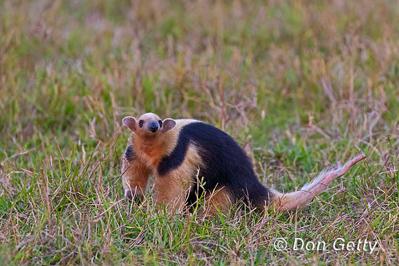 Southern Tamandua