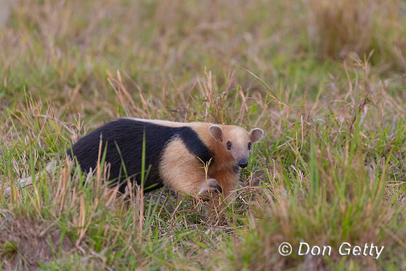 Southern Tamandua