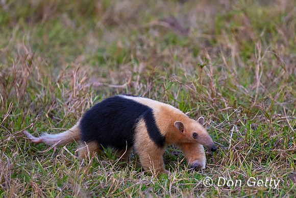 Southern Tamandua