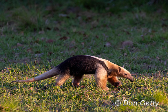 Southern Tamandua