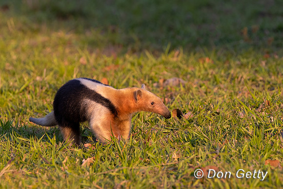 Southern Tamandua