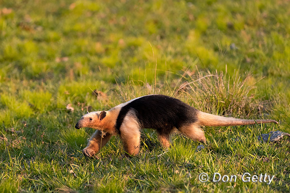 Southern Tamandua