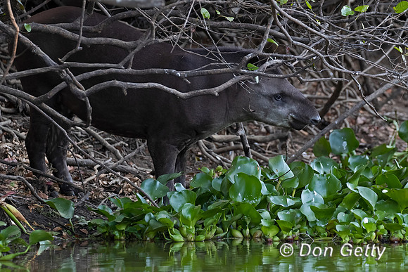 South American Tapir