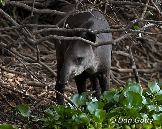 South American Tapir