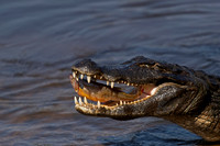 Yacare Caiman