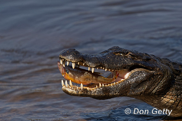 Yacare Caiman
