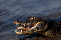 Yacare Caiman