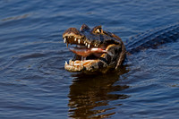 Yacare Caiman