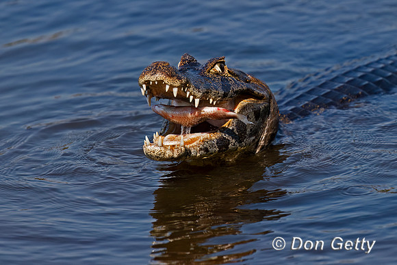 Yacare Caiman