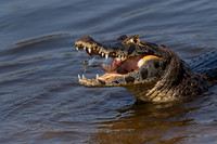 Yacare Caiman