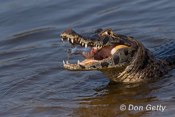 Yacare Caiman
