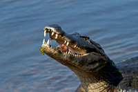 Yacare Caiman