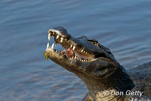 Yacare Caiman