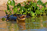 Yacare Caiman