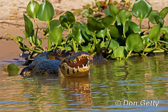 Yacare Caiman