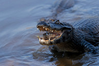 Yacare Caiman