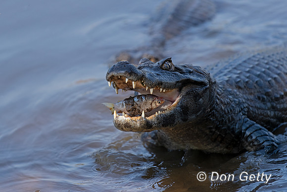 Yacare Caiman