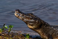 Yacare Caiman