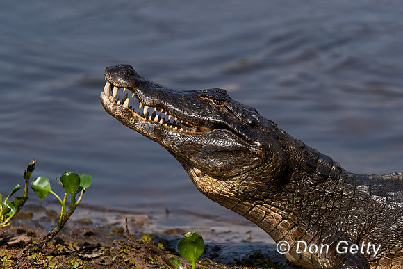 Yacare Caiman