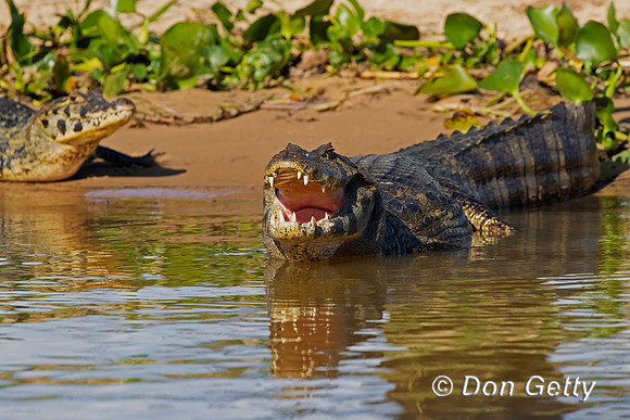 Yacare Caiman