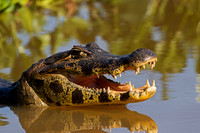 Yacare Caiman