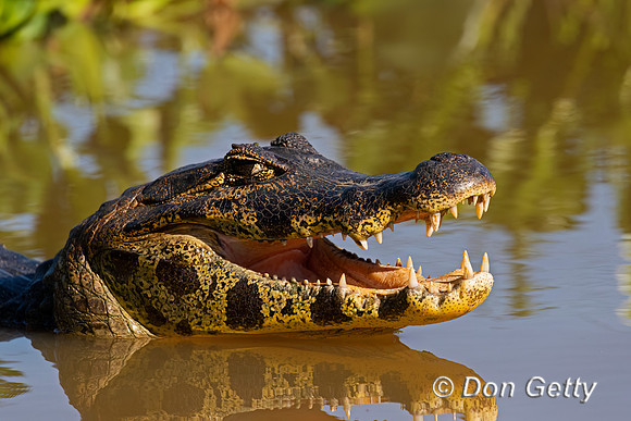 Yacare Caiman