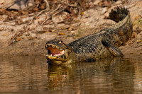 Yacare Caiman