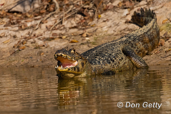 Yacare Caiman
