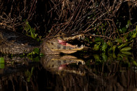 Yacare Caiman