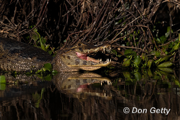 Yacare Caiman