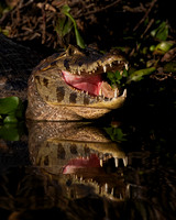 Yacare Caiman